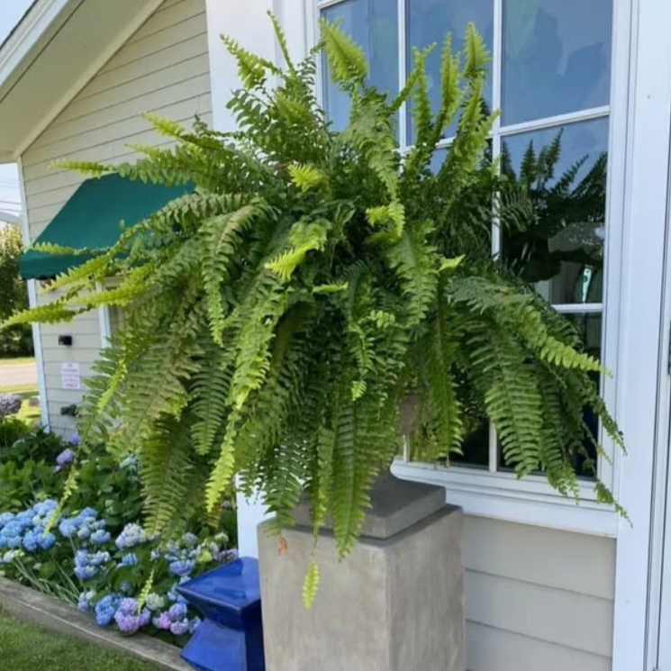 🔥🌿UV Resistant Lifelike Artificial Boston Fern🌿