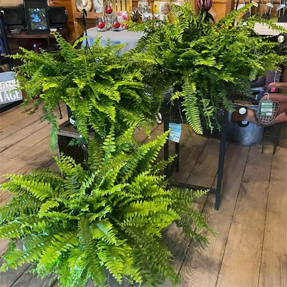 🔥🌿UV Resistant Lifelike Artificial Boston Fern🌿